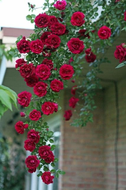 🌹 Elegant Climbing Rose Flower Seeds- 9 Rare and Breathtaking Colors Seeds